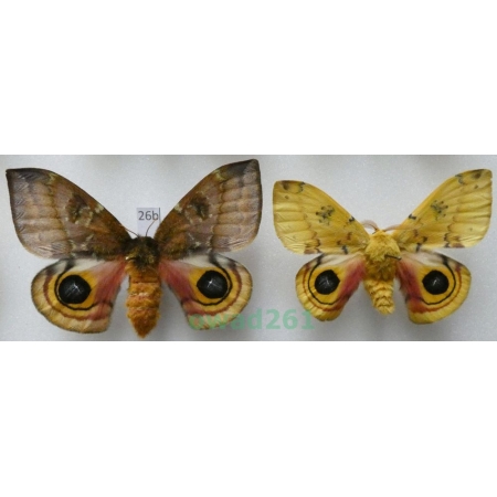 Automeris io (Fabricius, 1775) pair ex. ovo USA26b
